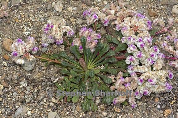 calyptridium monospermum 14 graphic